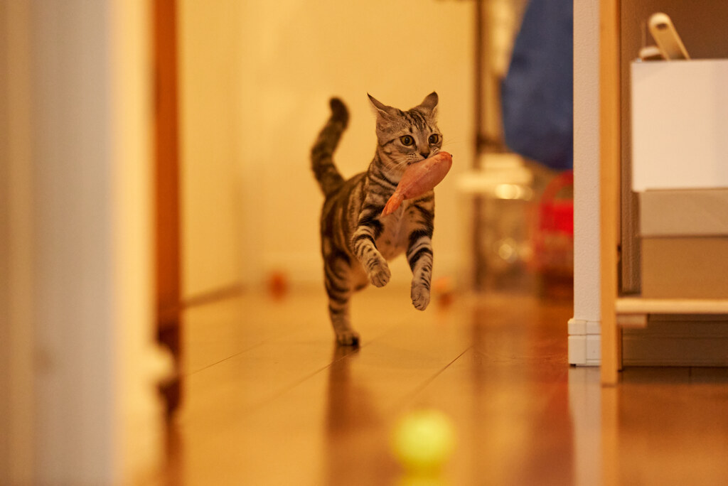 猫五輪準備中。
