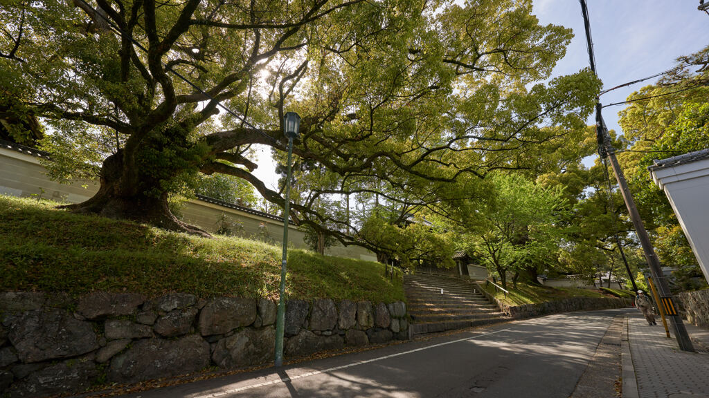 門跡の巨木。