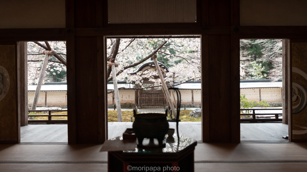 常照皇寺の春。