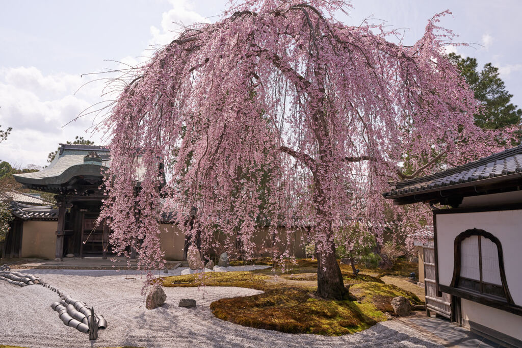 高台寺の枝垂れ桜。