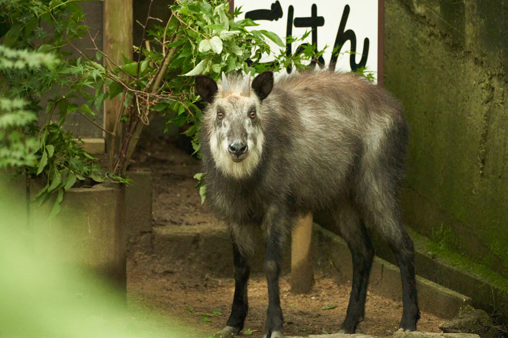 ’ごはん’食べながらも、