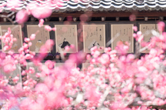 春はええやな。