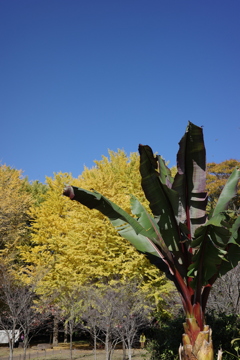 代々木公園の紅葉