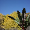 代々木公園の紅葉