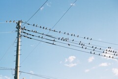 電線にスズメ