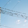 電線にスズメ