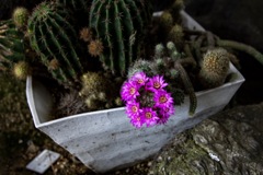 サボテンの花