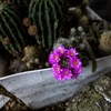 サボテンの花