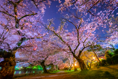 夜桜