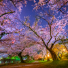 夜桜