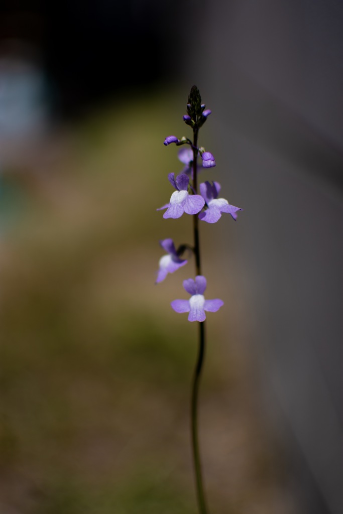雑草 花