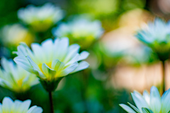 庭の花