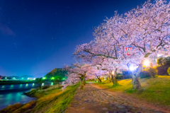 錦帯橋　桜