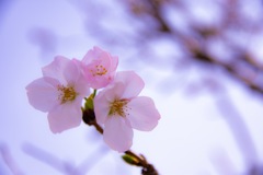 桜
