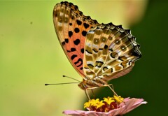 終夏