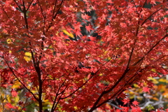 紅色
