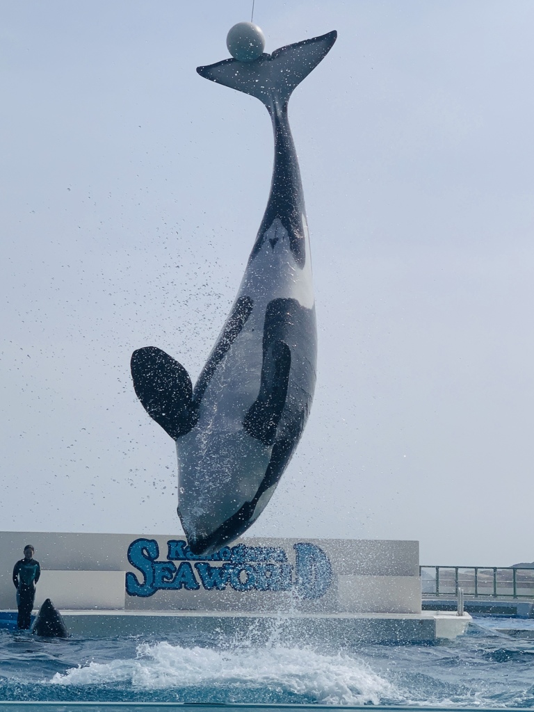 シャチ