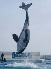 シャチ