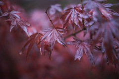 雨紅葉