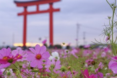 コスモスと鳥居
