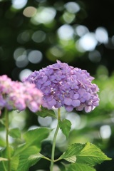 紫陽花