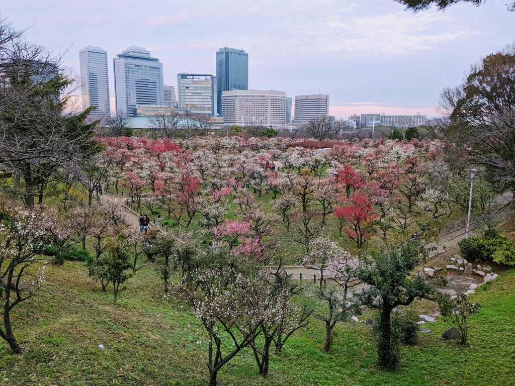 大阪城梅林