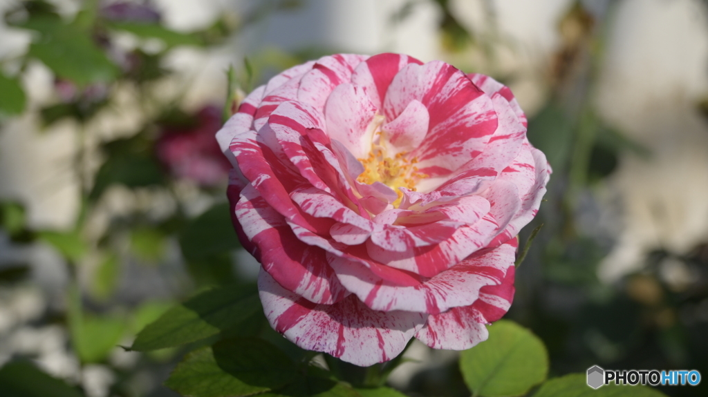 NIKON Z50 : NIKKOR Z DX 16-50