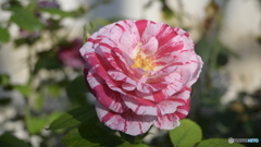 NIKON Z50 : NIKKOR Z DX 16-50