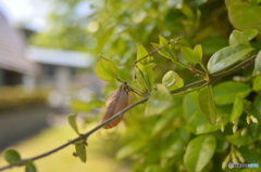 自然 Part.3