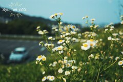 この時期の花