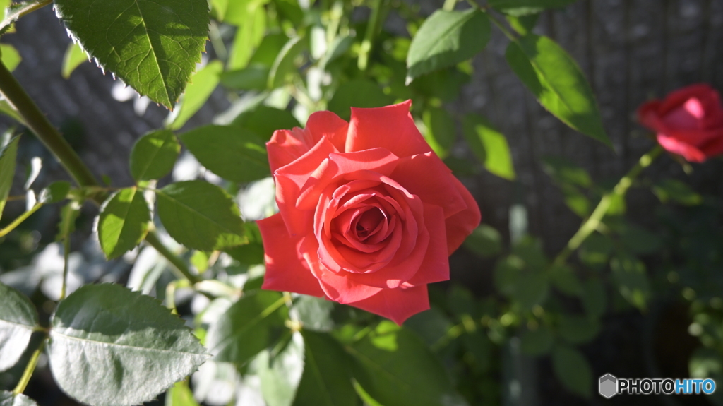 NIKON Z50 : NIKKOR Z DX 16-50