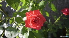 NIKON Z50 : NIKKOR Z DX 16-50