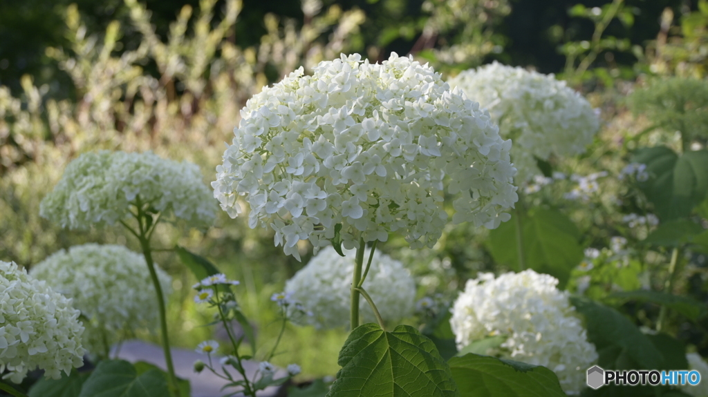 NIKON Z50 : NIKKOR Z DX 16-50