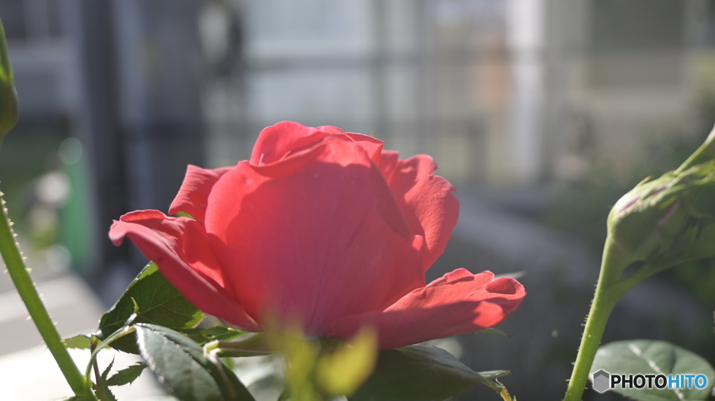 NIKON Z50 : NIKKOR Z DX 16-50