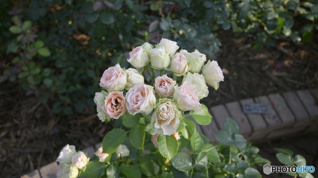 NIKON Z50 : NIKKOR Z DX 16-50