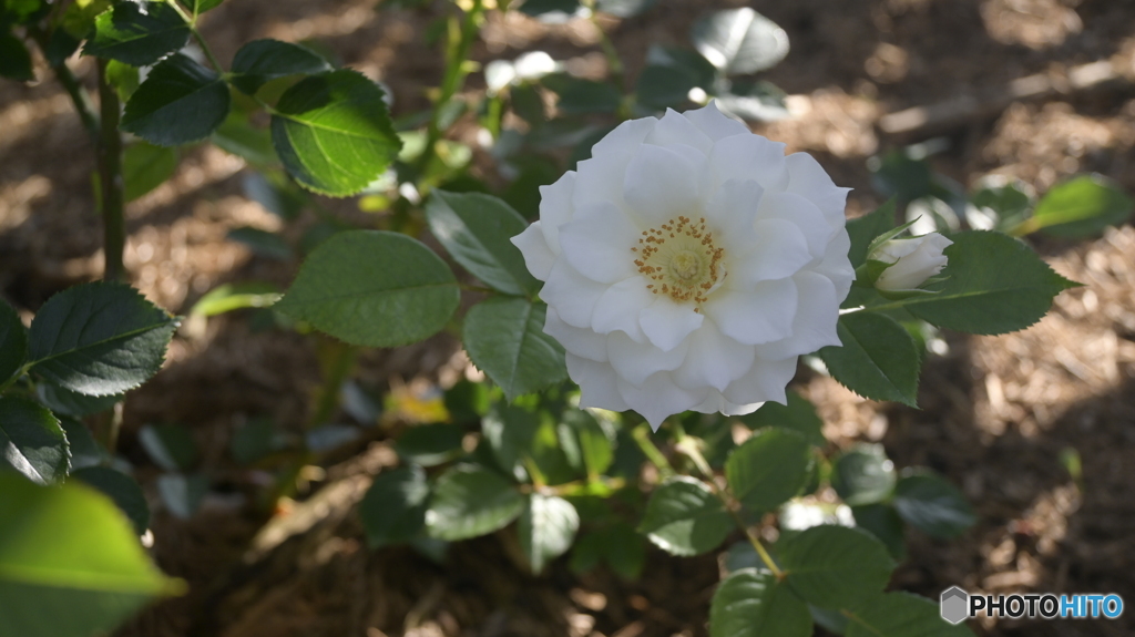 NIKON Z50 : NIKKOR Z DX 16-50