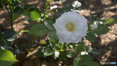 NIKON Z50 : NIKKOR Z DX 16-50