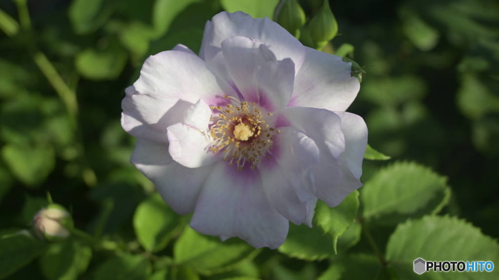 NIKON Z50 : NIKKOR Z DX 16-50