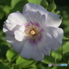 NIKON Z50 : NIKKOR Z DX 16-50