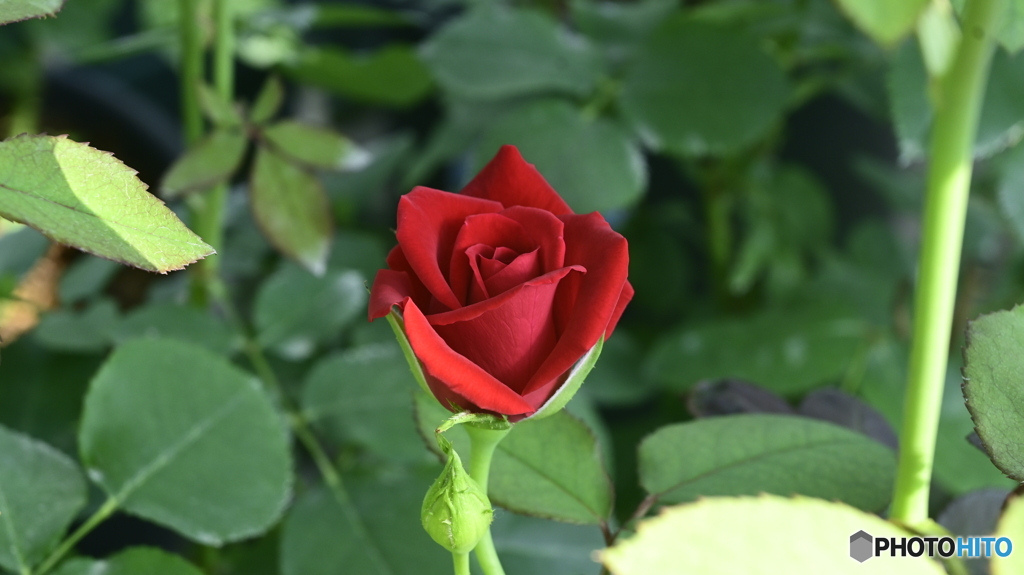 NIKON Z50 : NIKKOR Z DX 16-50