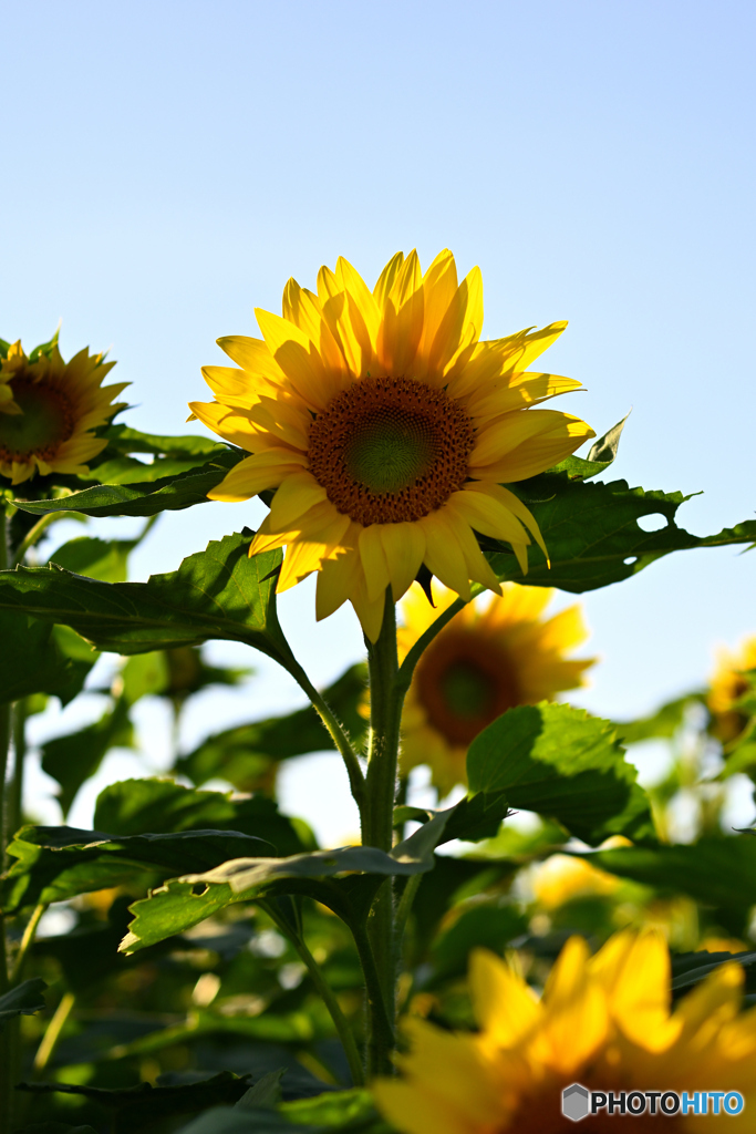 秋にも咲く　夏の花