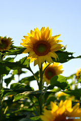 秋にも咲く　夏の花