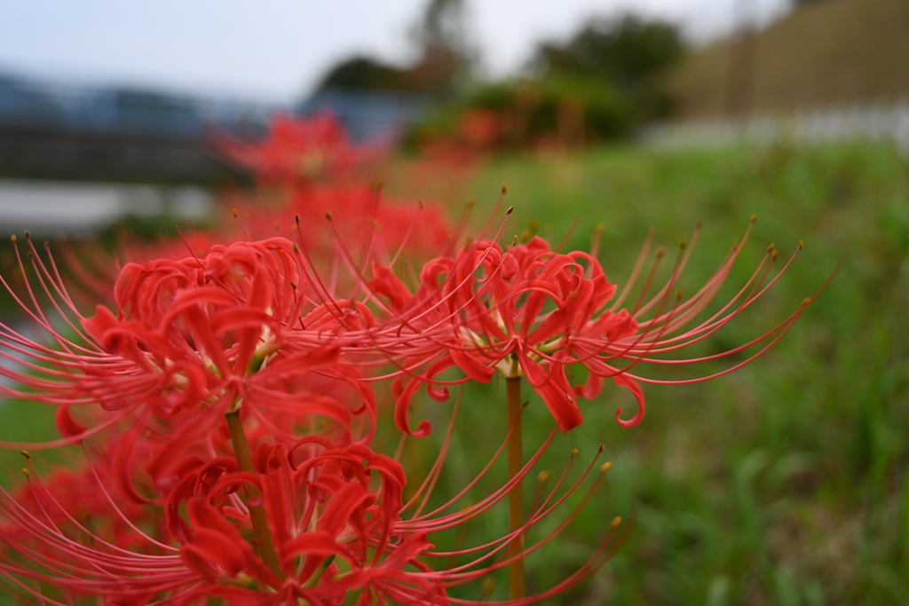 土手の曼殊沙華