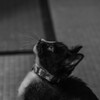 実家の猫さん【モノトーン】