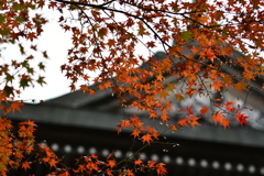 福王寺の紅葉 その２