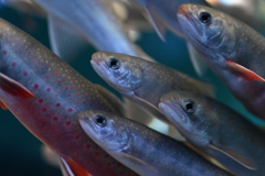 名前忘れたけどトラウト的な魚 @海遊館