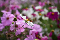 花粉を集めし者