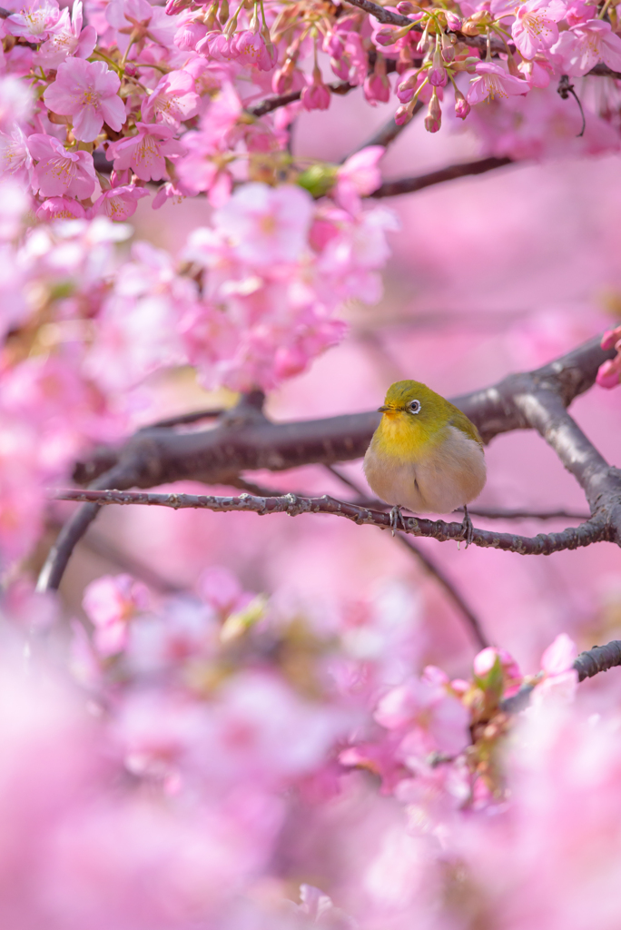メジロと河津桜