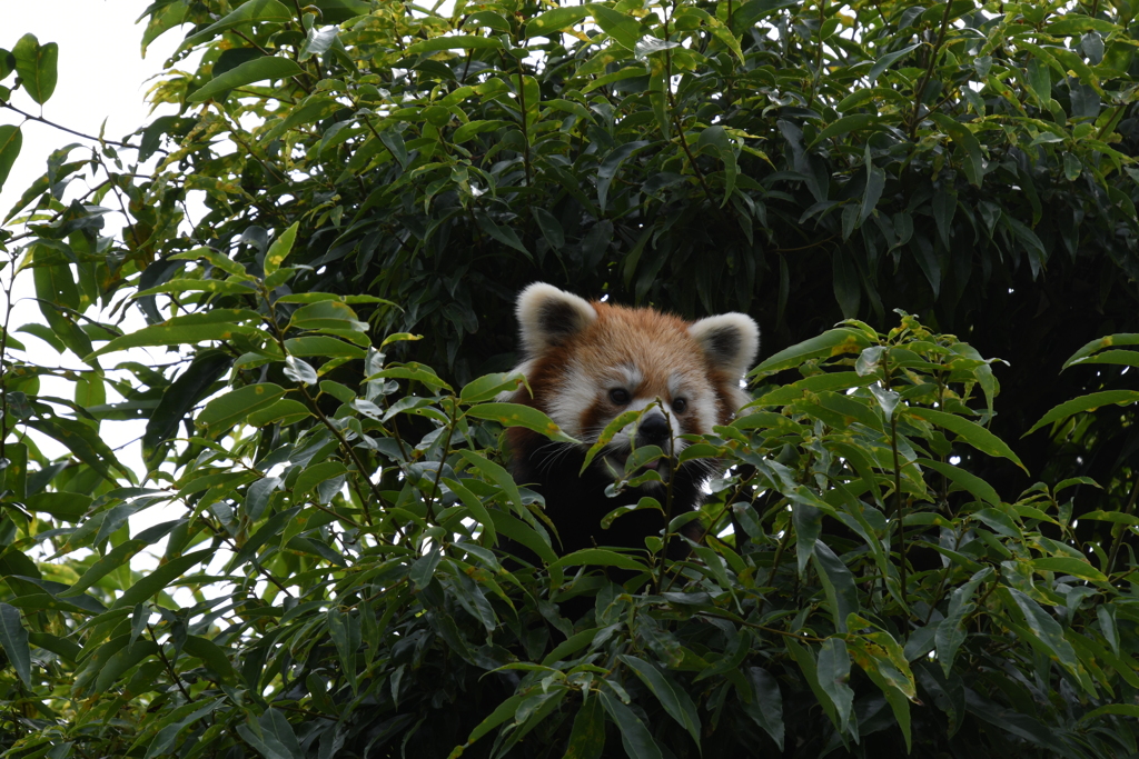 ひょっこりレッサーパンダ