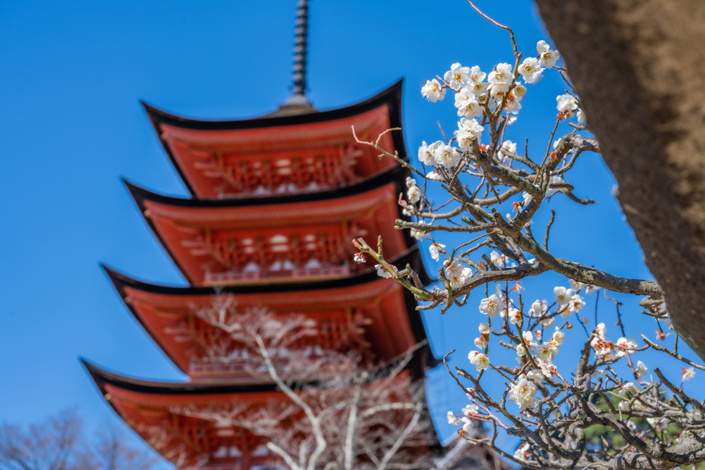 梅と青空と五重塔